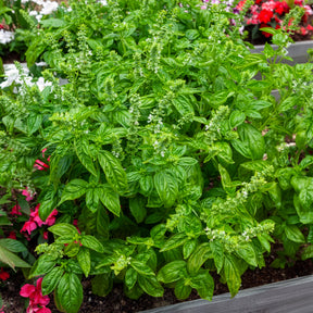 Basilikum 'Genovese' Bio - Ocimum basilicum genovese - Willemse