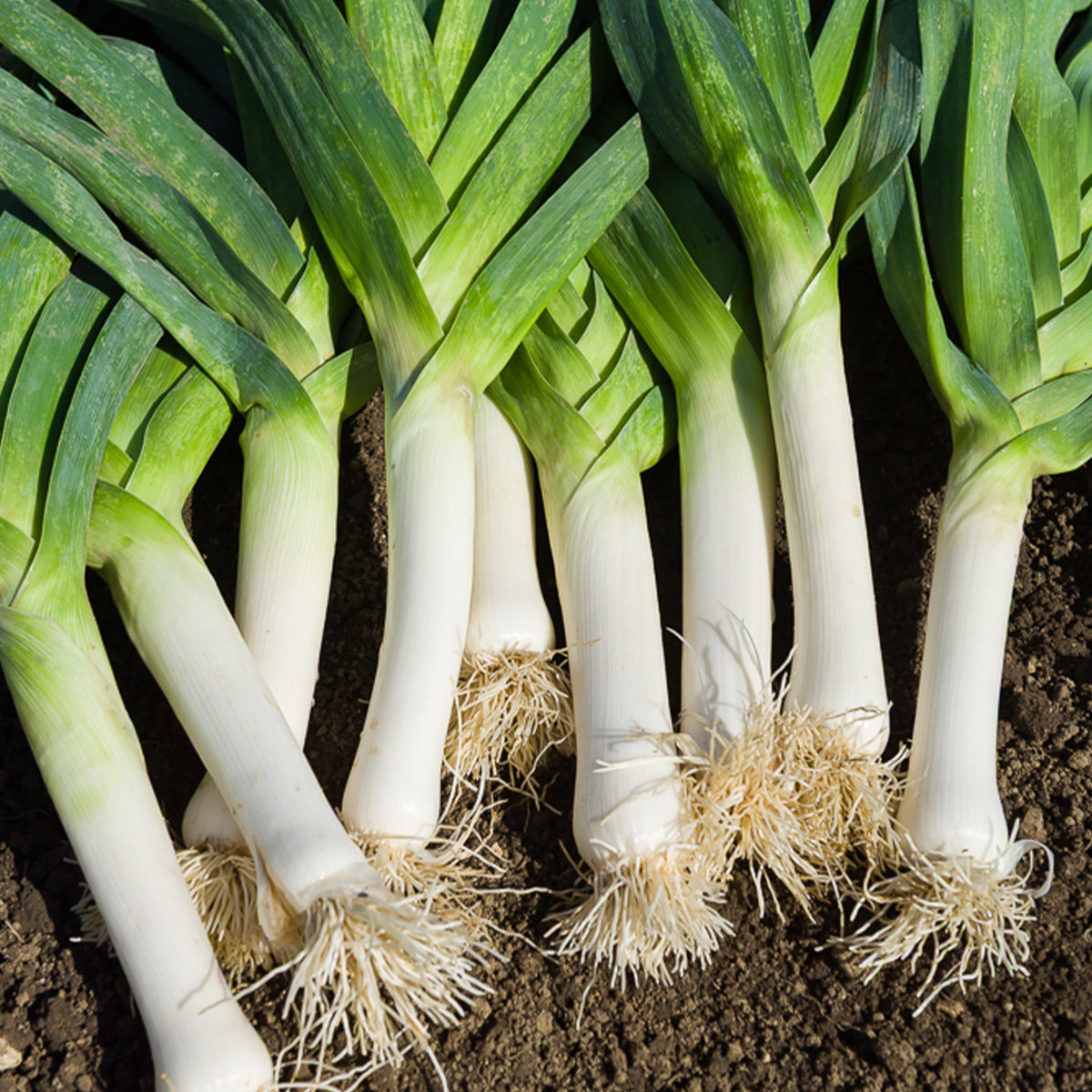 Lauch Allium porrum 'De Carentan 2' - Willemse