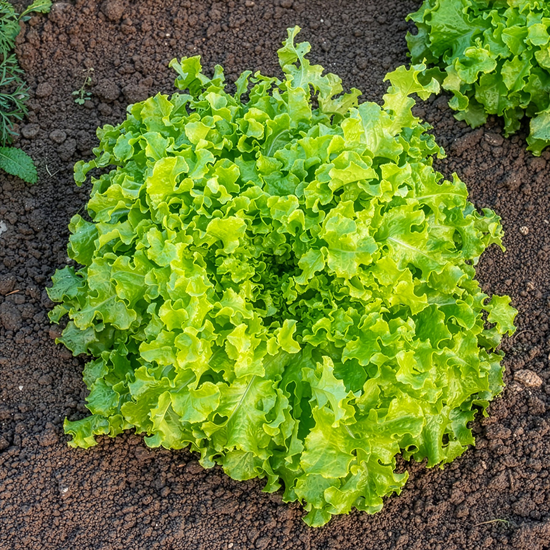 Pflücksalat ‘Salad Bowl’ Grün Bio - Willemse