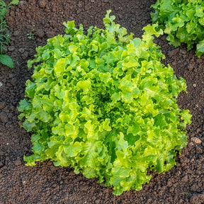 Pflücksalat ‘Salad Bowl’ Grün Bio - Willemse