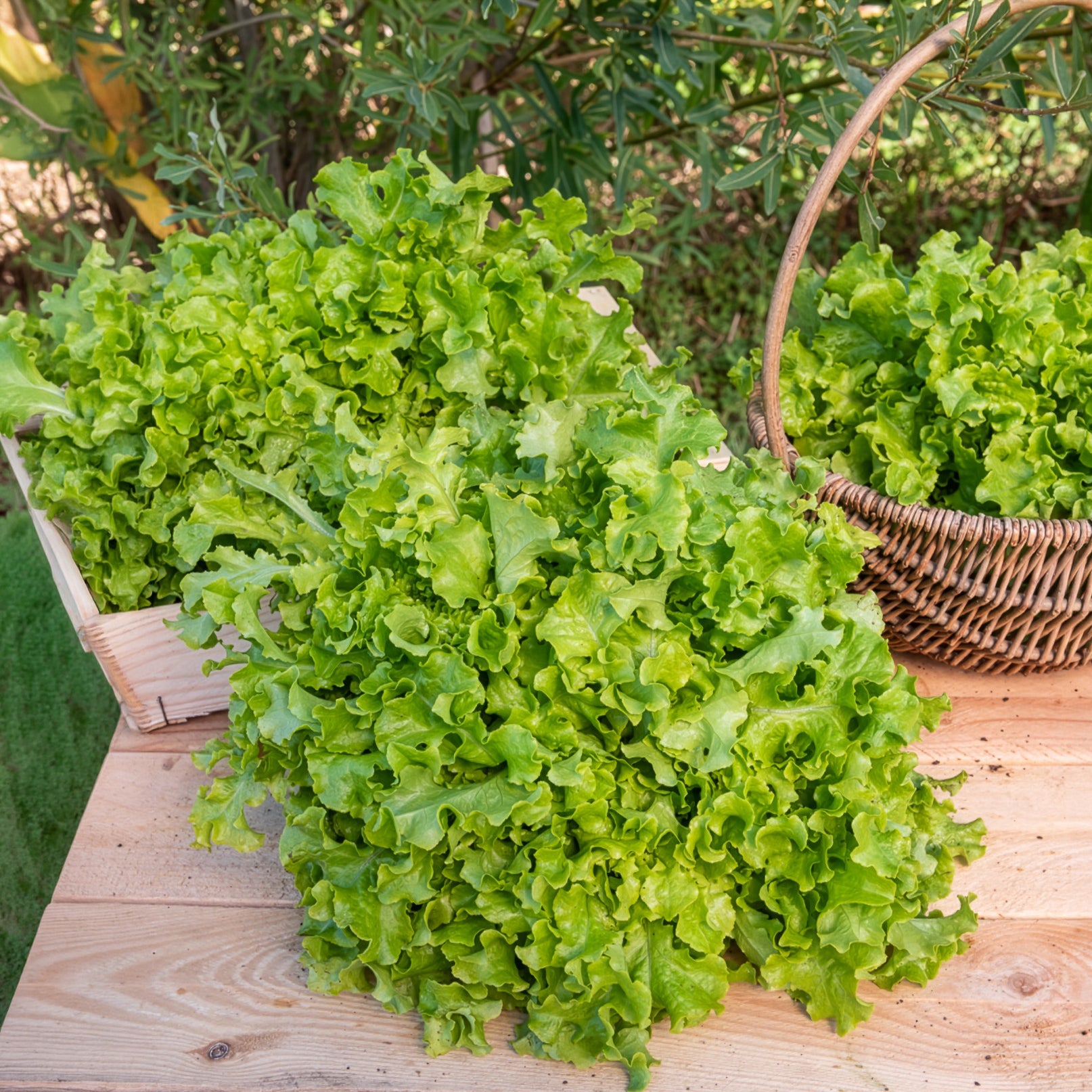 Pflücksalat ‘Salad Bowl’ Grün Bio - Lactuca salad bowl verte - Willemse