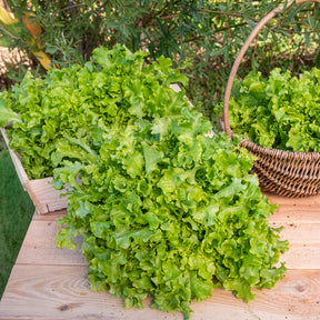 Pflücksalat ‘Salad Bowl’ Grün Bio - Lactuca salad bowl verte - Willemse