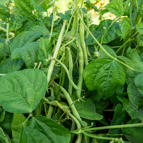 Buschbohne 'Maxi' - Phaseolus vulgaris maxi - Willemse