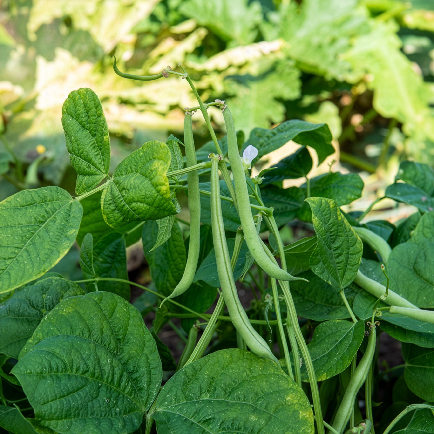 Buschbohne 'Maxi' - Willemse