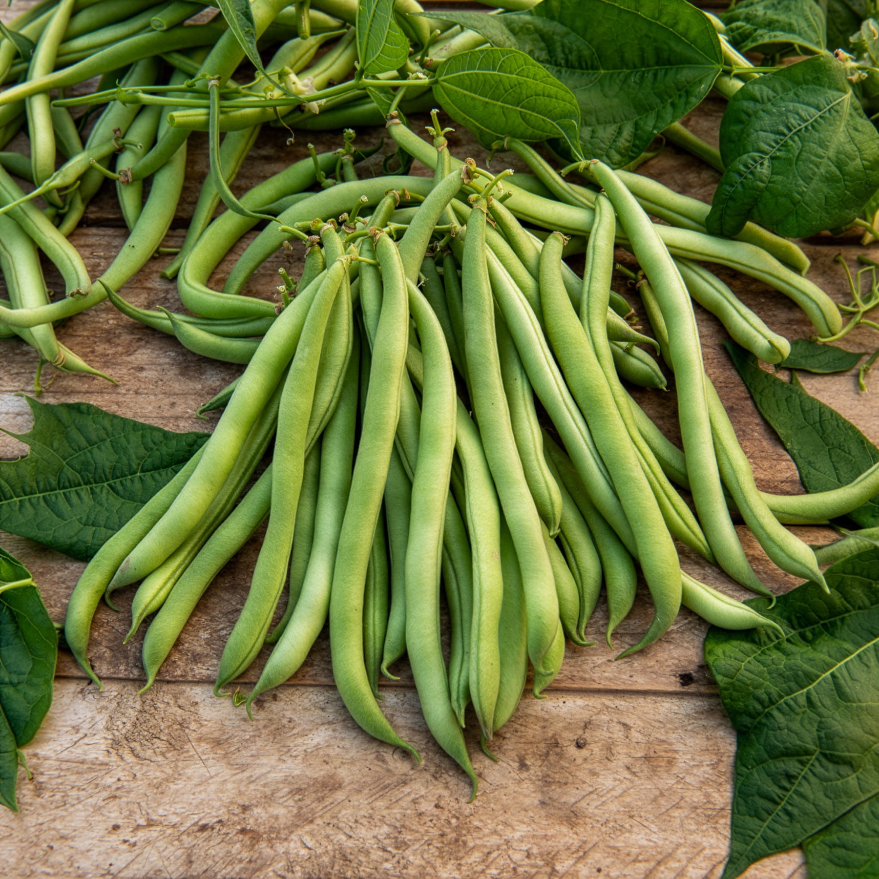 Phaseolus vulgaris maxi - Buschbohne 'Maxi' - Samen für Bohnen
