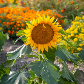 Sonnenblume 'Sunspot'