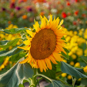 Sonnenblume 'Sunspot'