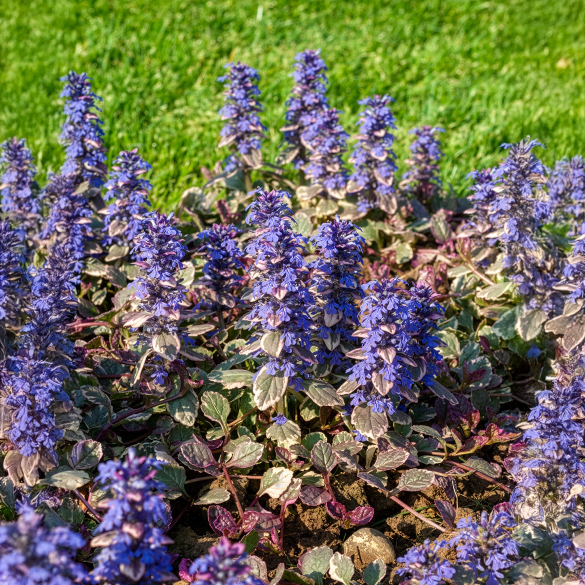 Verkauf Mehrfarbiger Günsel Burgundy Glow - Ajuga reptans Burgundy Glow