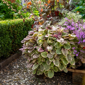 Gundermann - Mehrfarbiger Günsel Burgundy Glow - Ajuga reptans Burgundy Glow