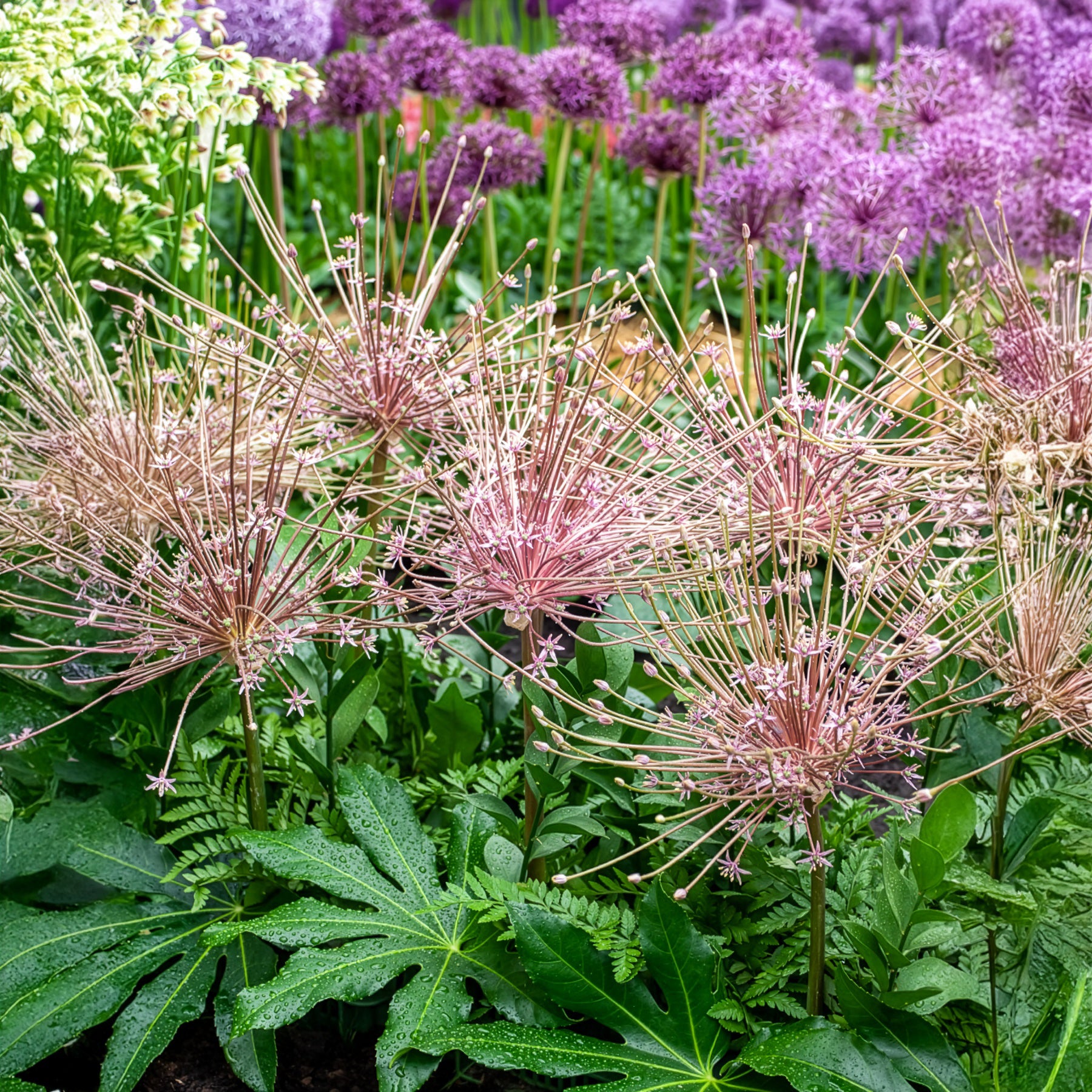 Allium-Zwiebeln - Schuberts Zierlauch (x5) - Allium schubertii
