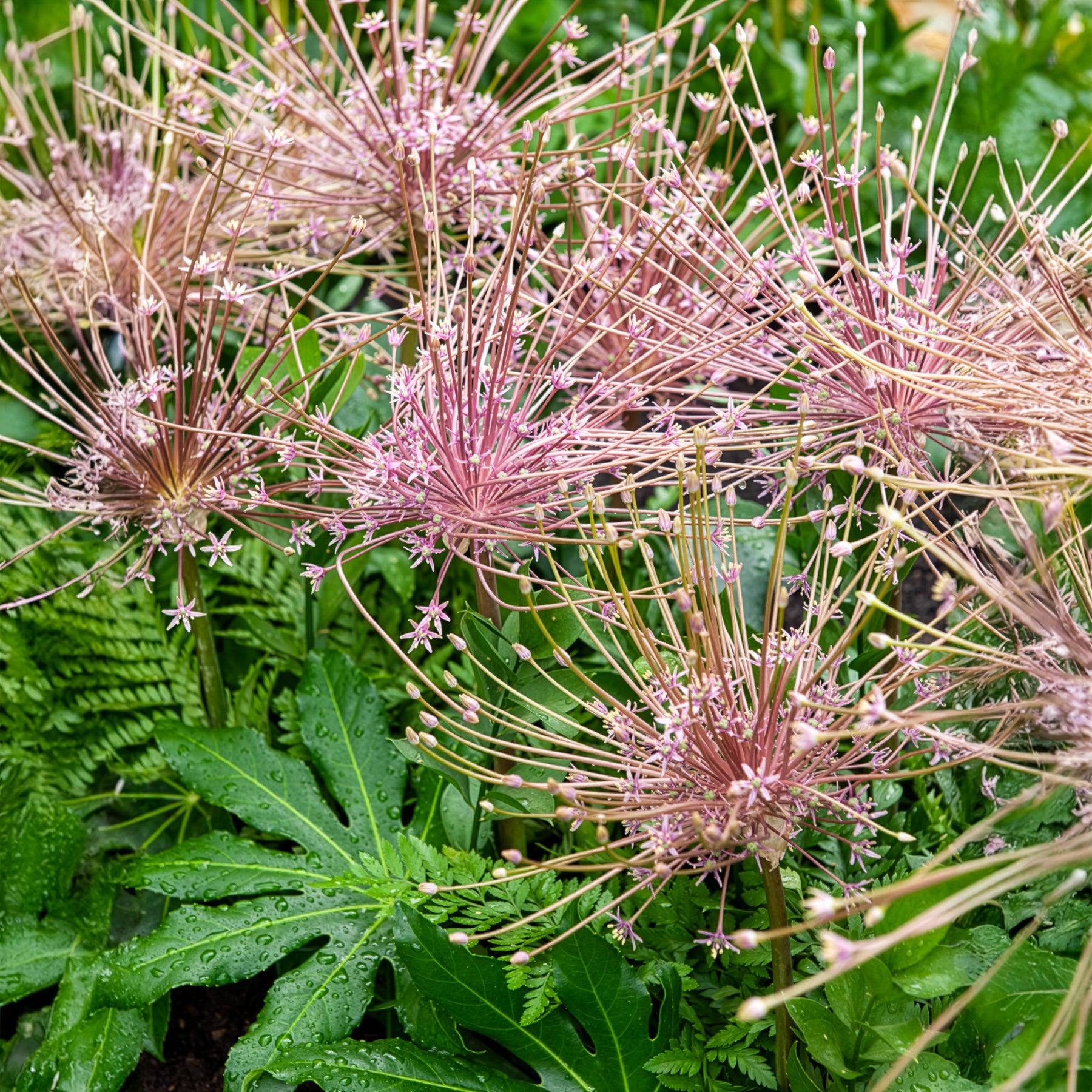 Allium schubertii - Schuberts Zierlauch (x5) - Allium-Zwiebeln