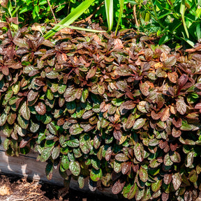 Rotblättriger Günsel 'Atropurpurea' - Ajuga reptans Atropurpurea - Willemse