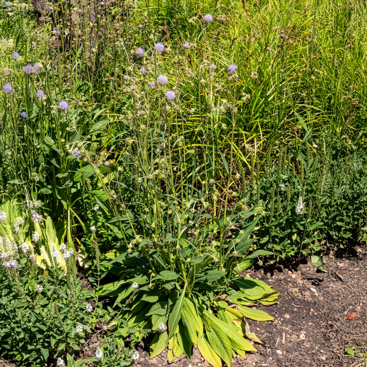 Succisa pratensis - Teufelsabbiss - Wildpflanzen für den Garten