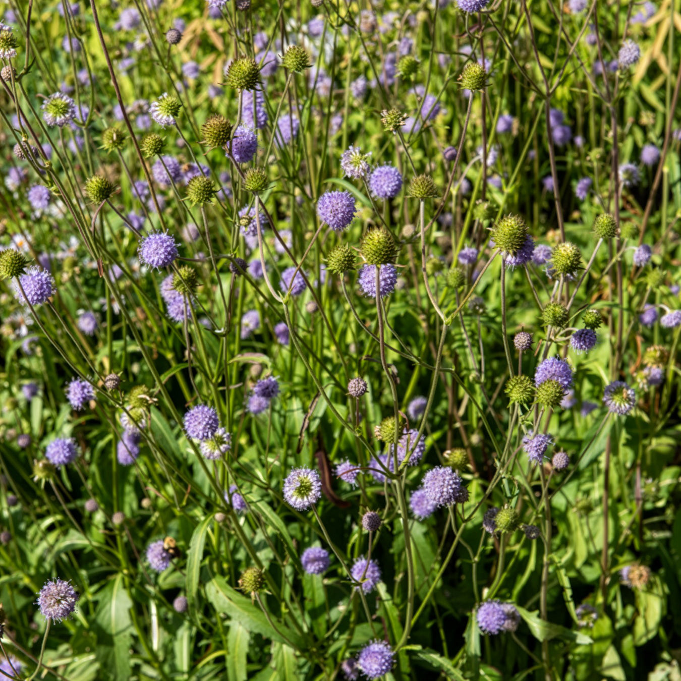Teufelsabbiss - Succisa pratensis - Willemse