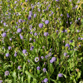 Teufelsabbiss - Succisa pratensis - Willemse