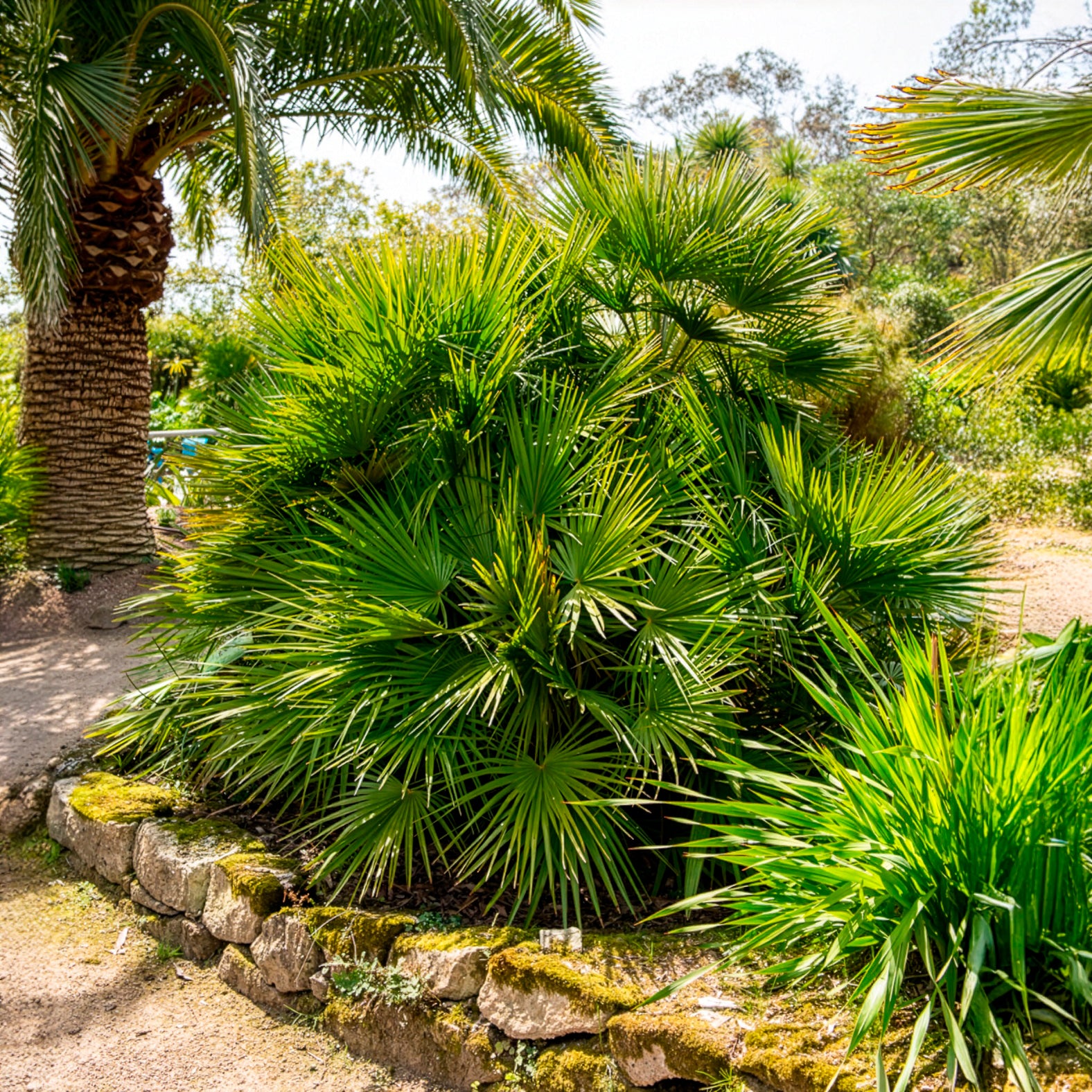 Palmen - Mittelmeer-Zwergpalme - Chamaerops humilis