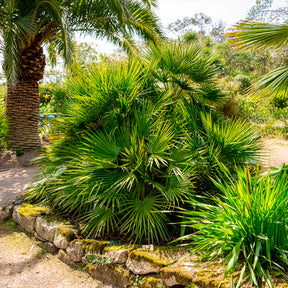 Palmen - Mittelmeer-Zwergpalme - Chamaerops humilis