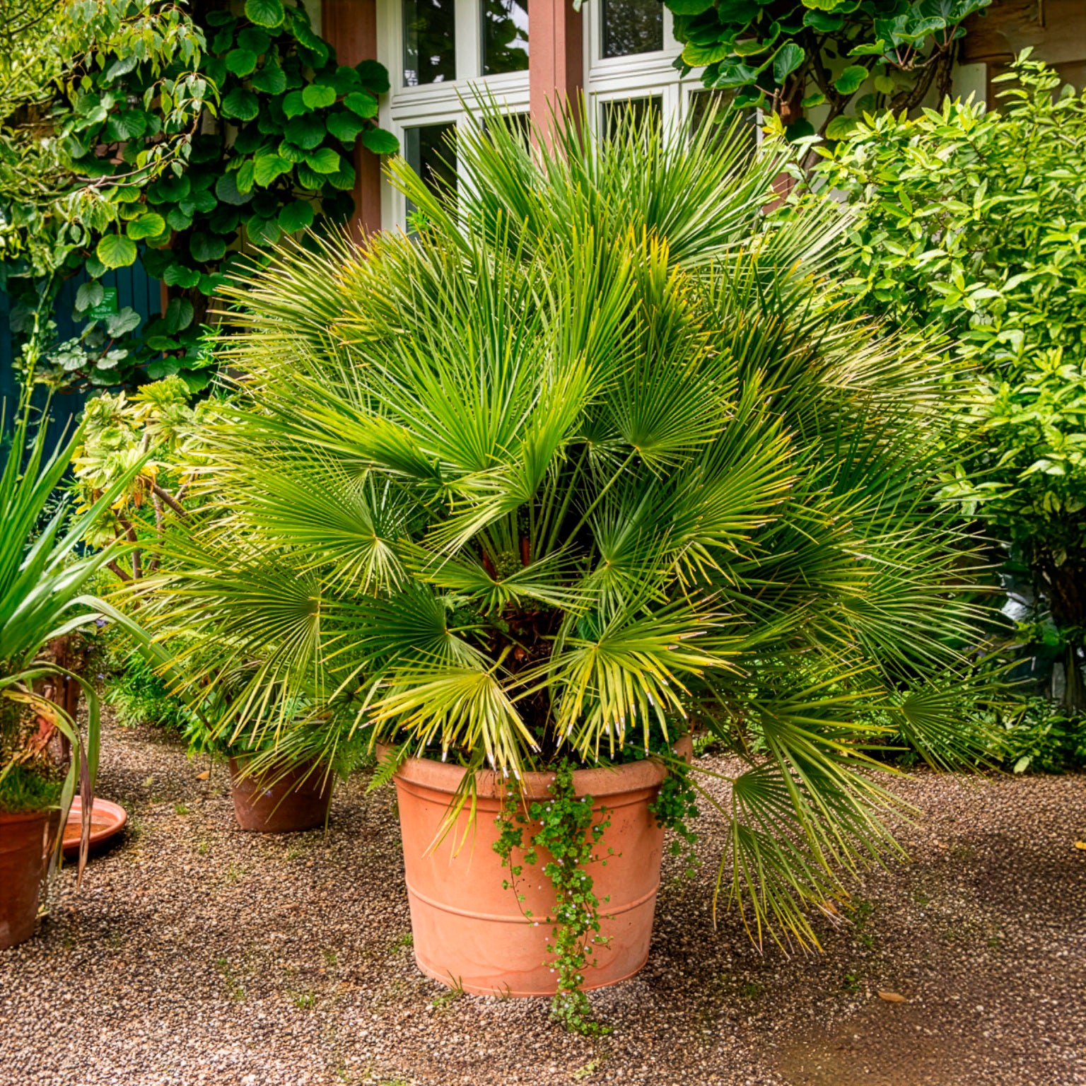 Zwergpalme winterhart für Kübel und Garten