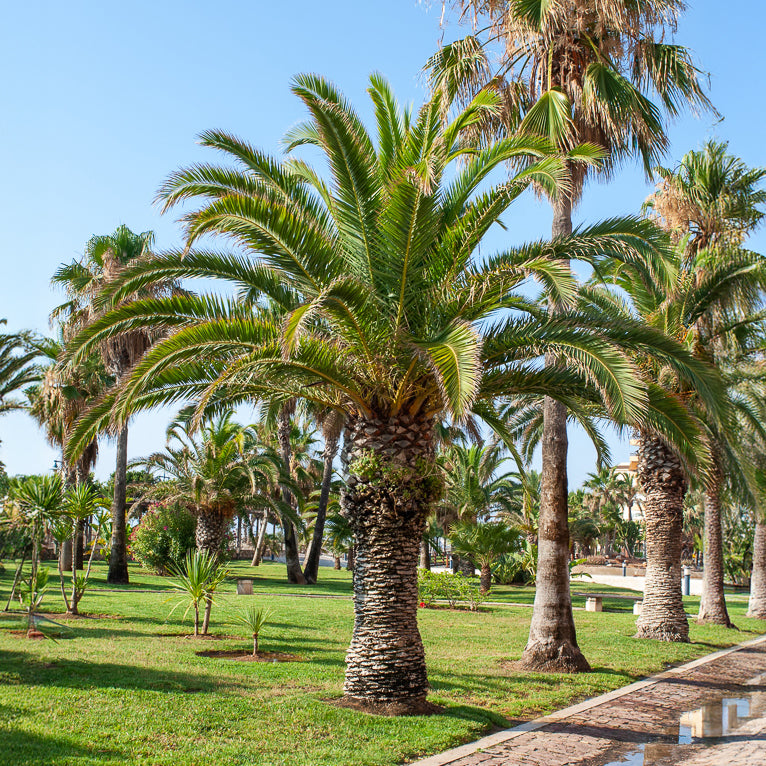 Palmen - Kanarische Dattelpalme - Phoenix canariensis