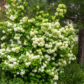 Verkauf Gewöhnlicher Schneeball 'Roseum'