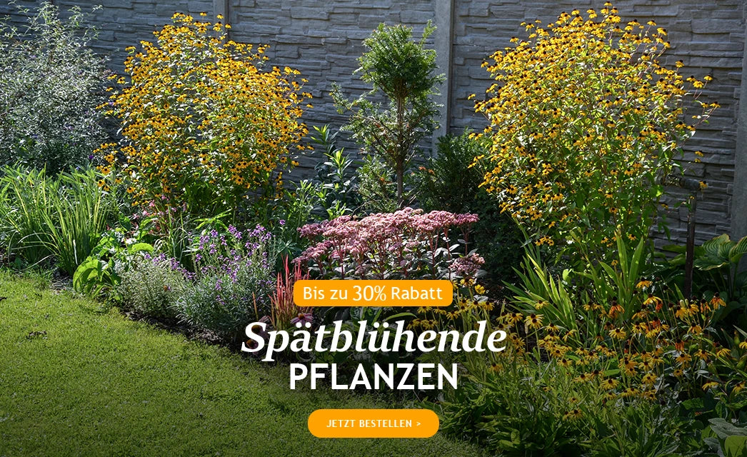 Spätblühende Pflanzen bis zu -30%!