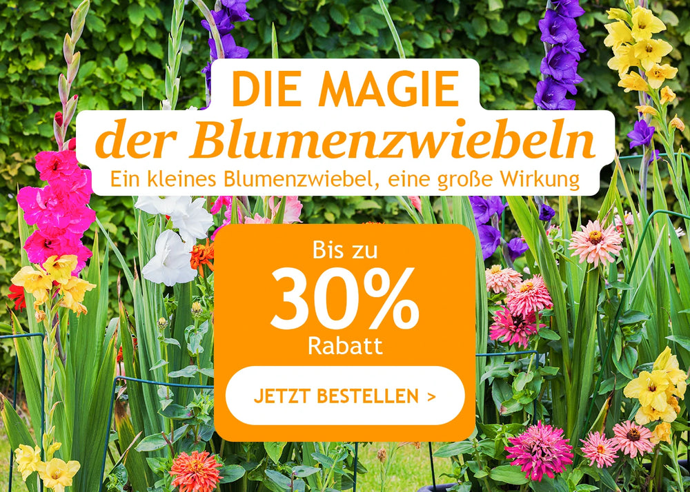 Die Magie der Blumenzwiebeln bis zu 30% Rabatt