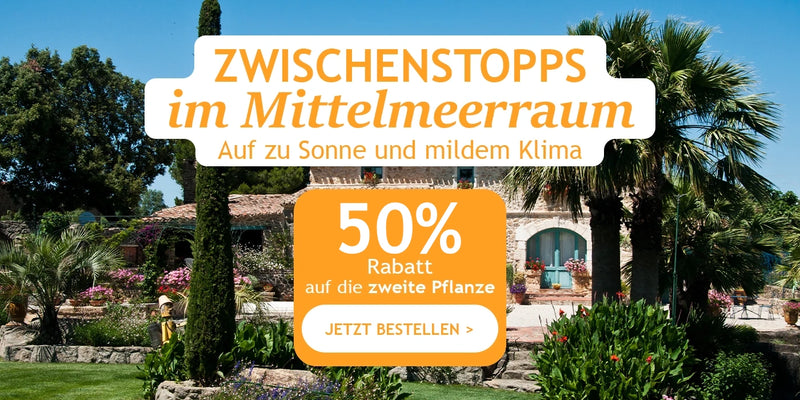 Zwischenstopps im Mittelmeerraum: Die 2. Pflanze mit 50 %