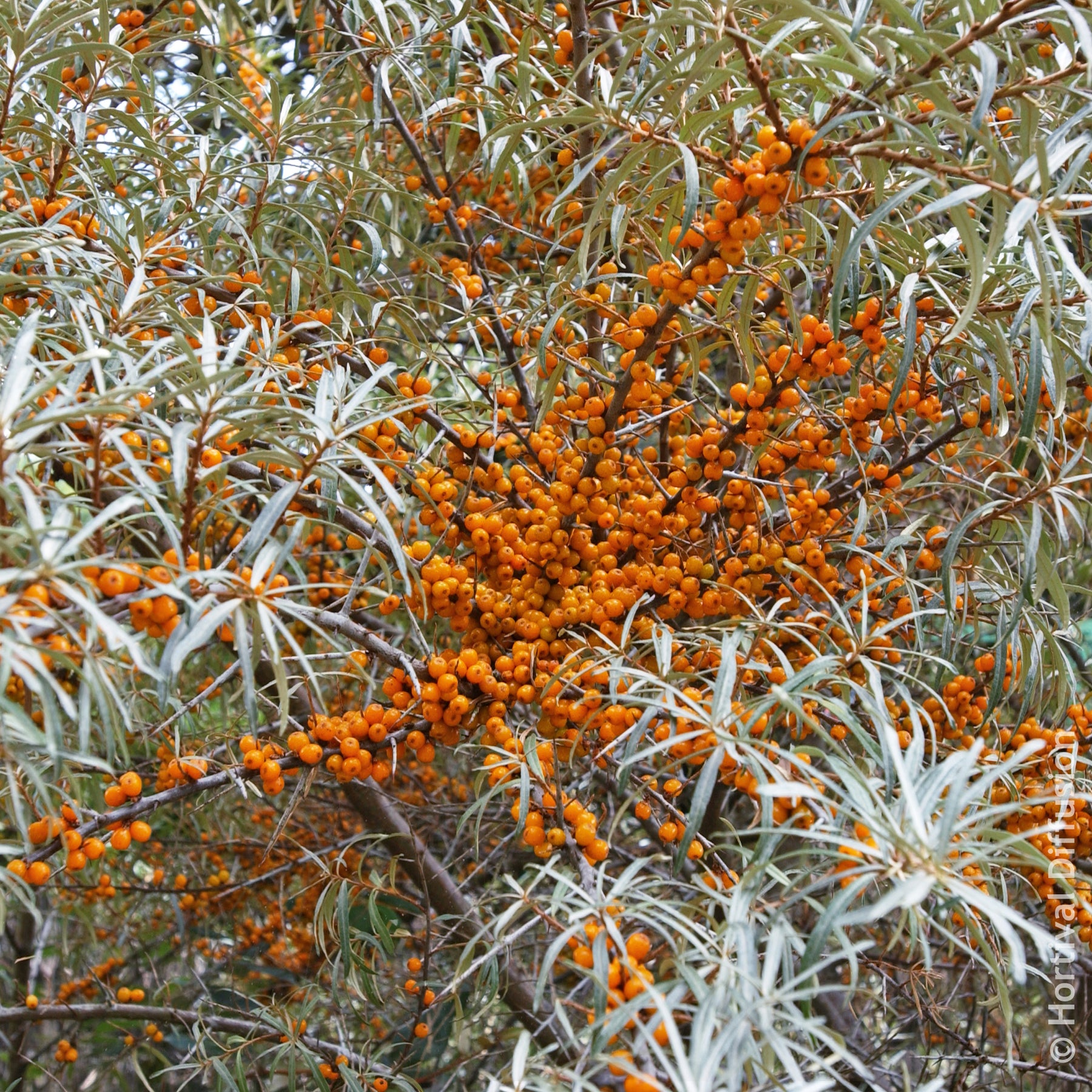 Verkauf Sanddorn - Hippophae rhamnoides