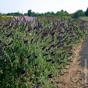 Verkauf Sommerflieder 'Black Knight'