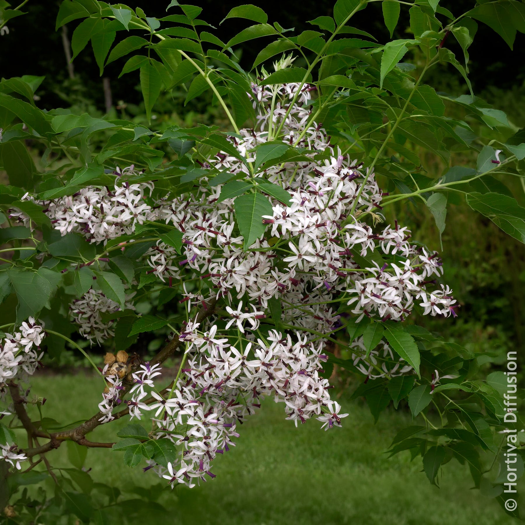 Persischer Flieder - Blühende Bäume - Willemse