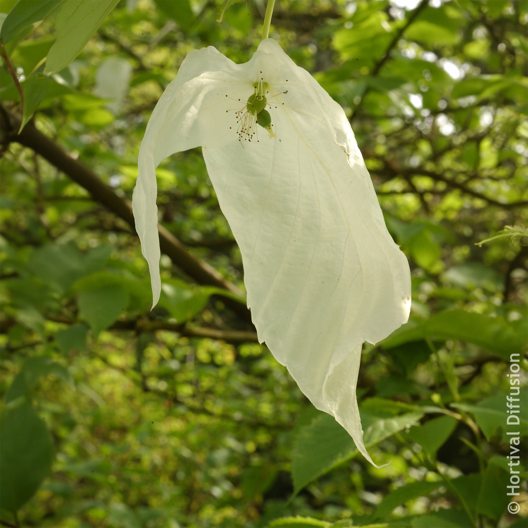 Taschentuchbaum - Blühende Sträucher - Willemse