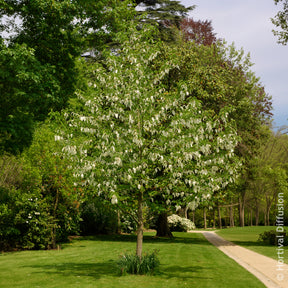 Verkauf Taschentuchbaum