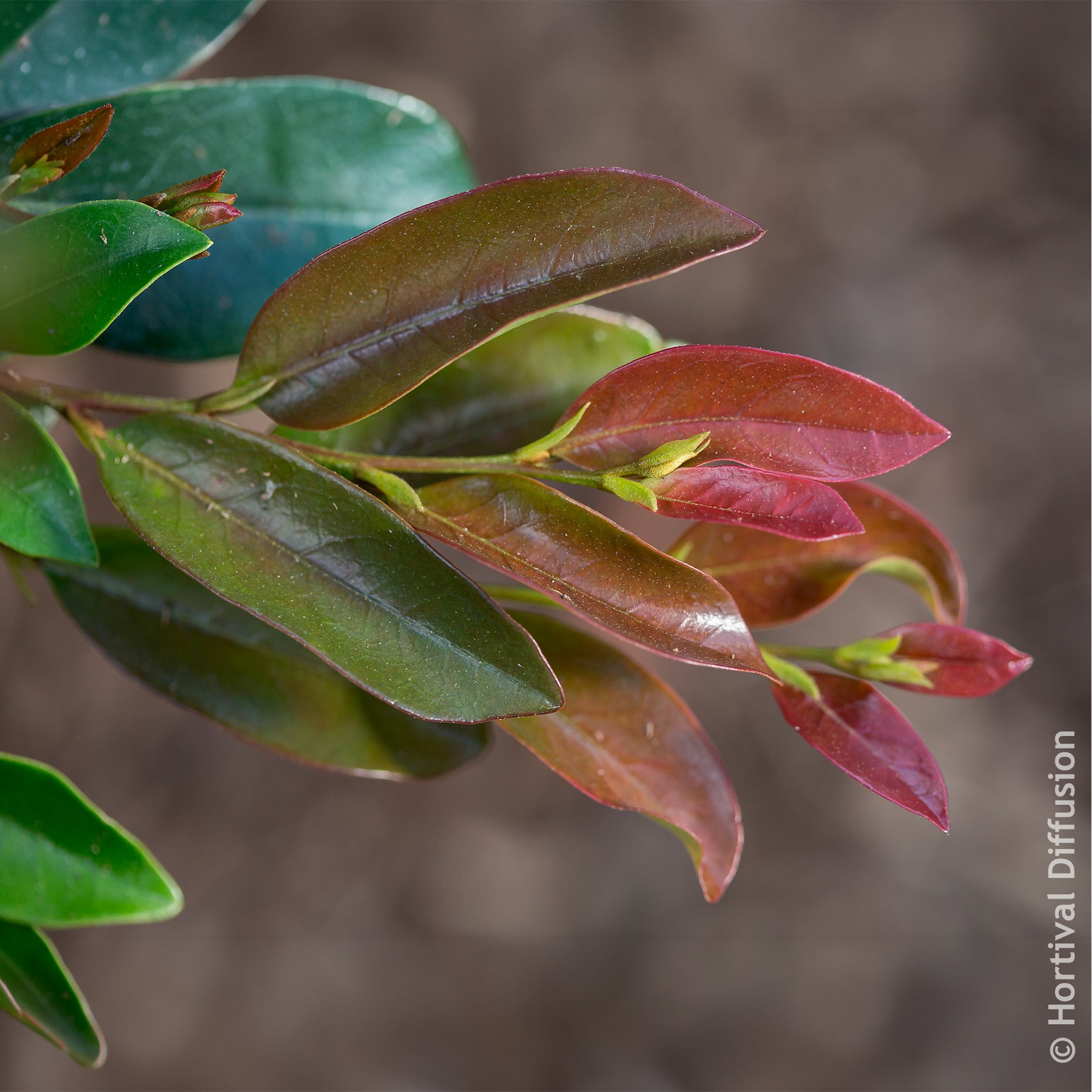 Distylium Linebacker - Distylium Fe Linebacker - Willemse