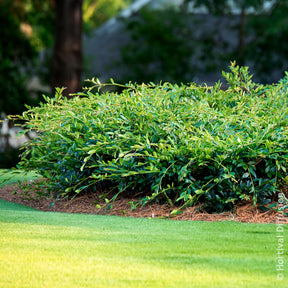 Distylium Vintage Jade