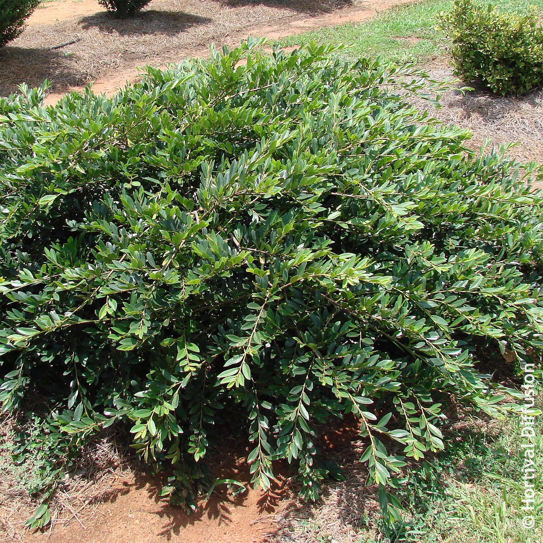 Distylium Vintage Jade - Willemse