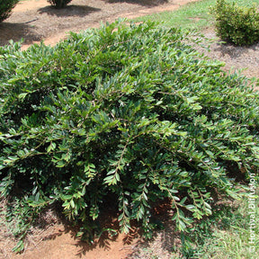 Distylium Vintage Jade - Willemse