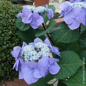 Verkauf Hortensie Zorro Blue - Hydrangea Zorro