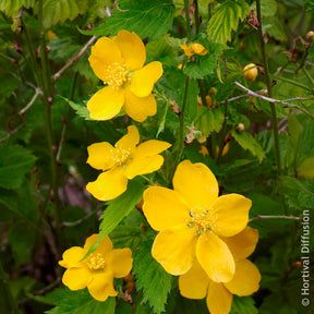 Verkauf Kerria japonica Golden Guinea - Ranunkelstrauch Golden Guinea