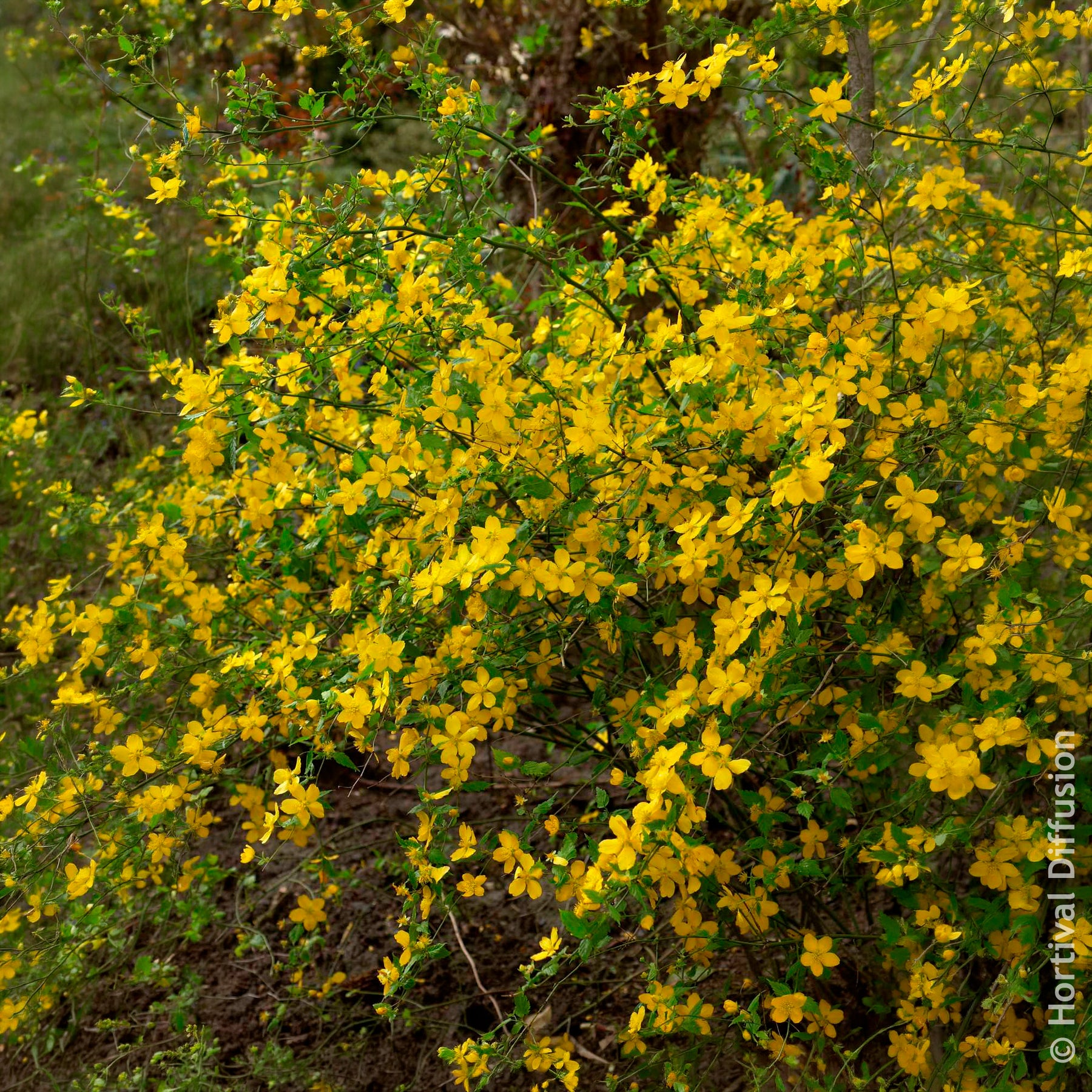 Ranunkelstrauch Golden Guinea - Blühende Sträucher - Willemse