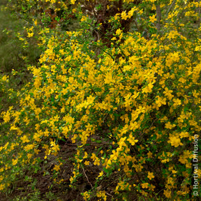 Ranunkelstrauch Golden Guinea - Blühende Sträucher - Willemse