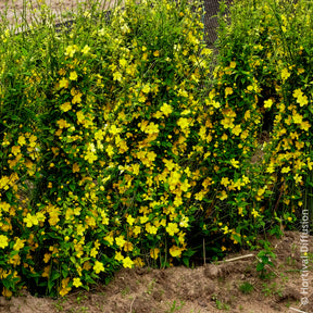 Verkauf Ranunkelstrauch Golden Guinea