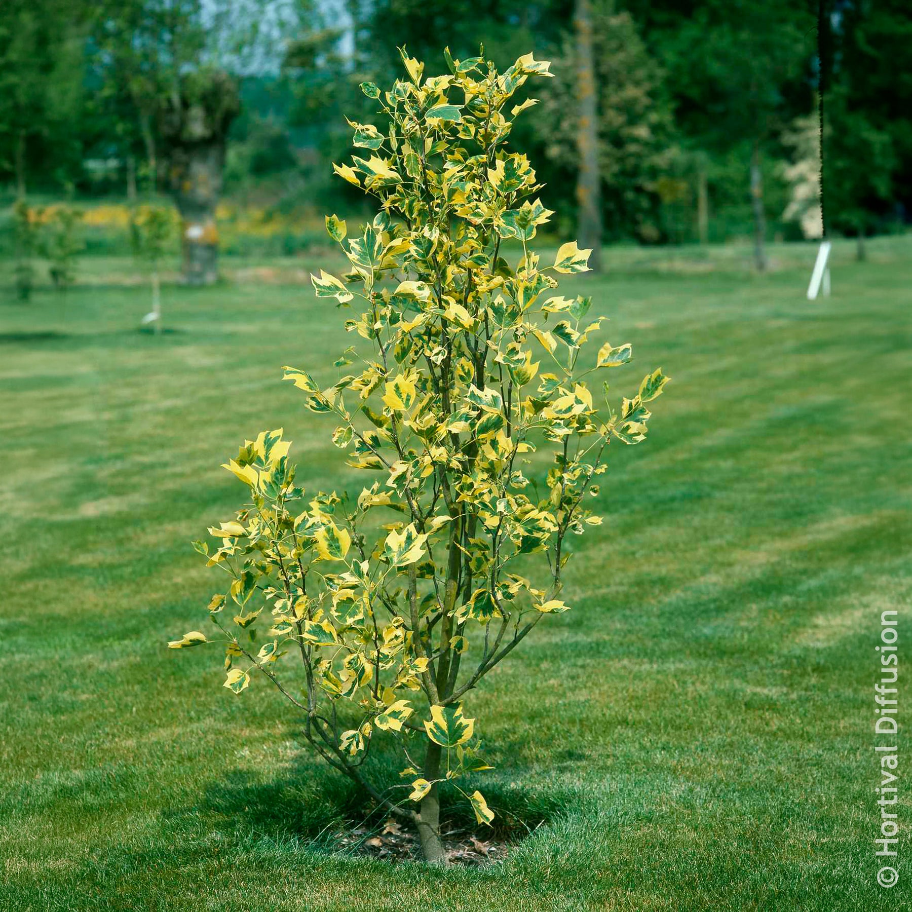 Verkauf Bunter Tulpenbaum - Liriodendron tulipifera Aureomarginata