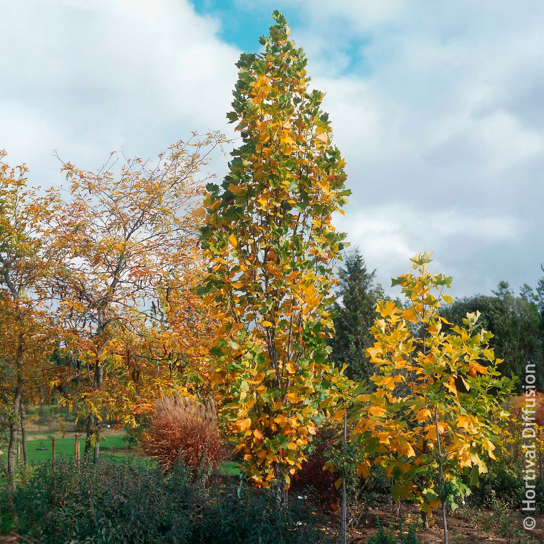 Säulen-Tulpenbaum Fastigiatum - Willemse