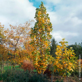 Säulen-Tulpenbaum Fastigiatum - Willemse