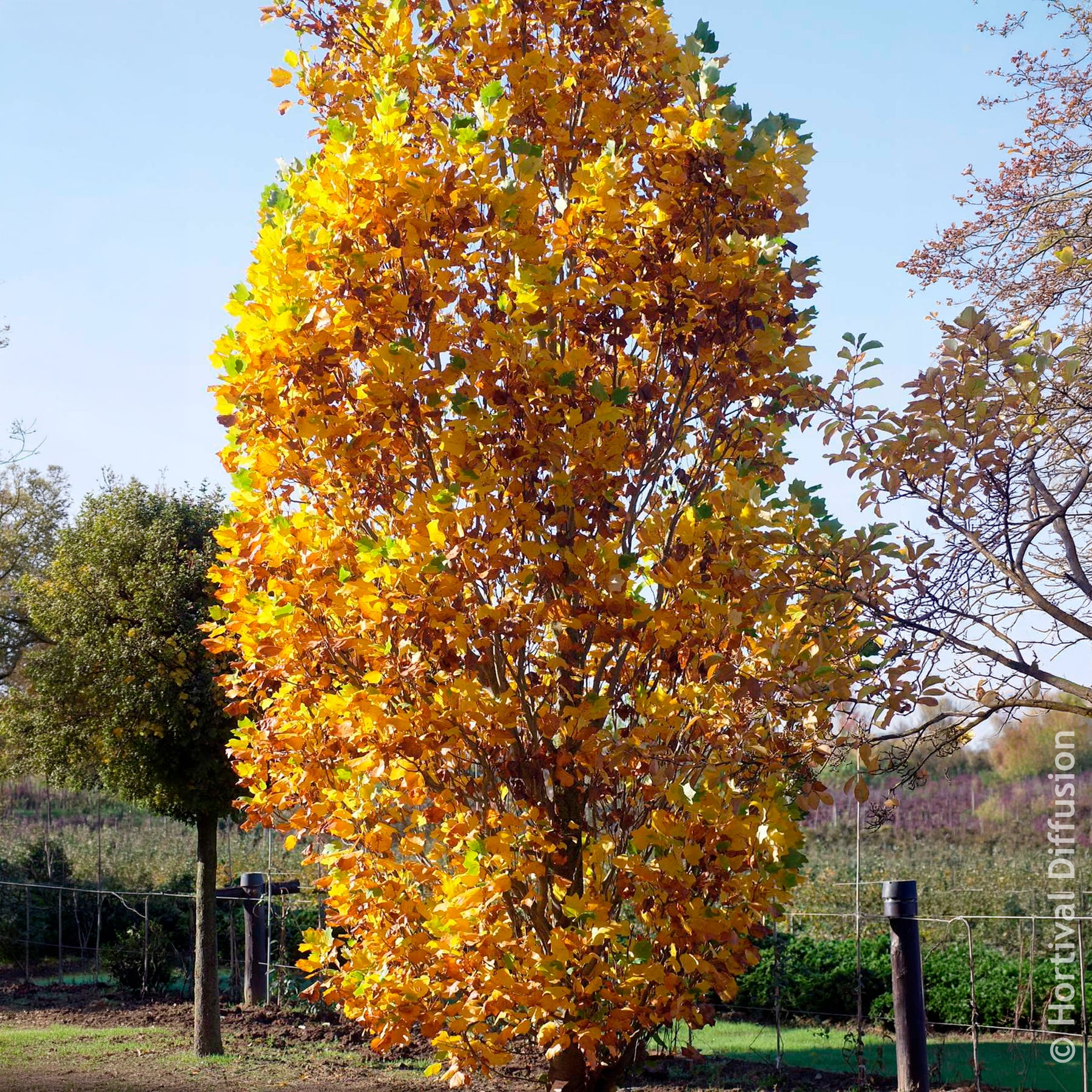 Blühende Bäume - Säulen-Tulpenbaum Fastigiatum - Liriodendron tulipifera Fastigiatum