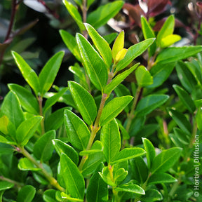 Lonicera nitida Garden Clouds Green Breeze - Heckenkirsche Green Breeze - Kletterheckenblüten