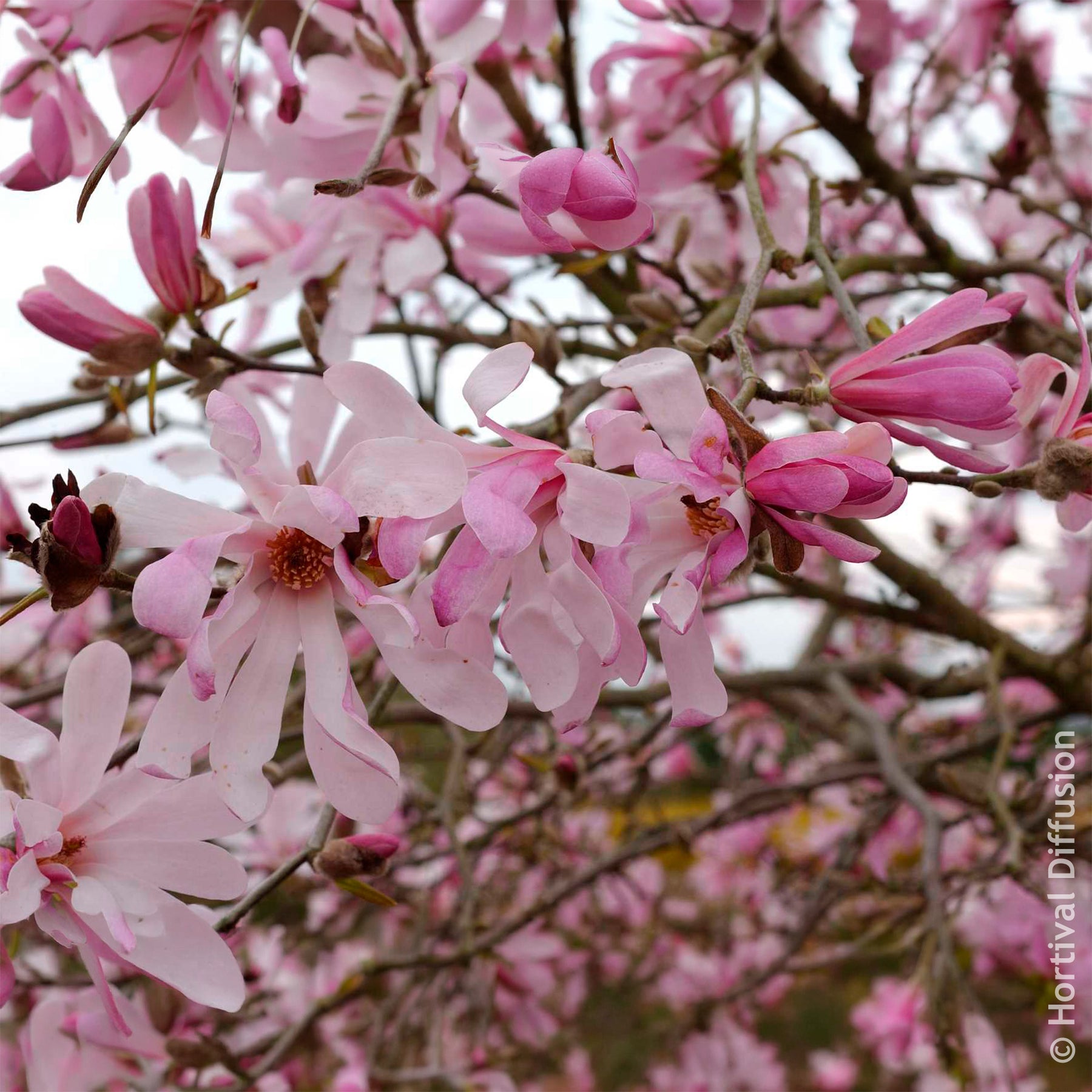 Magnolia Leonard Messel - Magnolien - Willemse