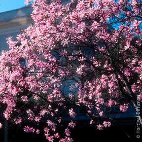 Verkauf Magnolia Leonard Messel - Magnolien