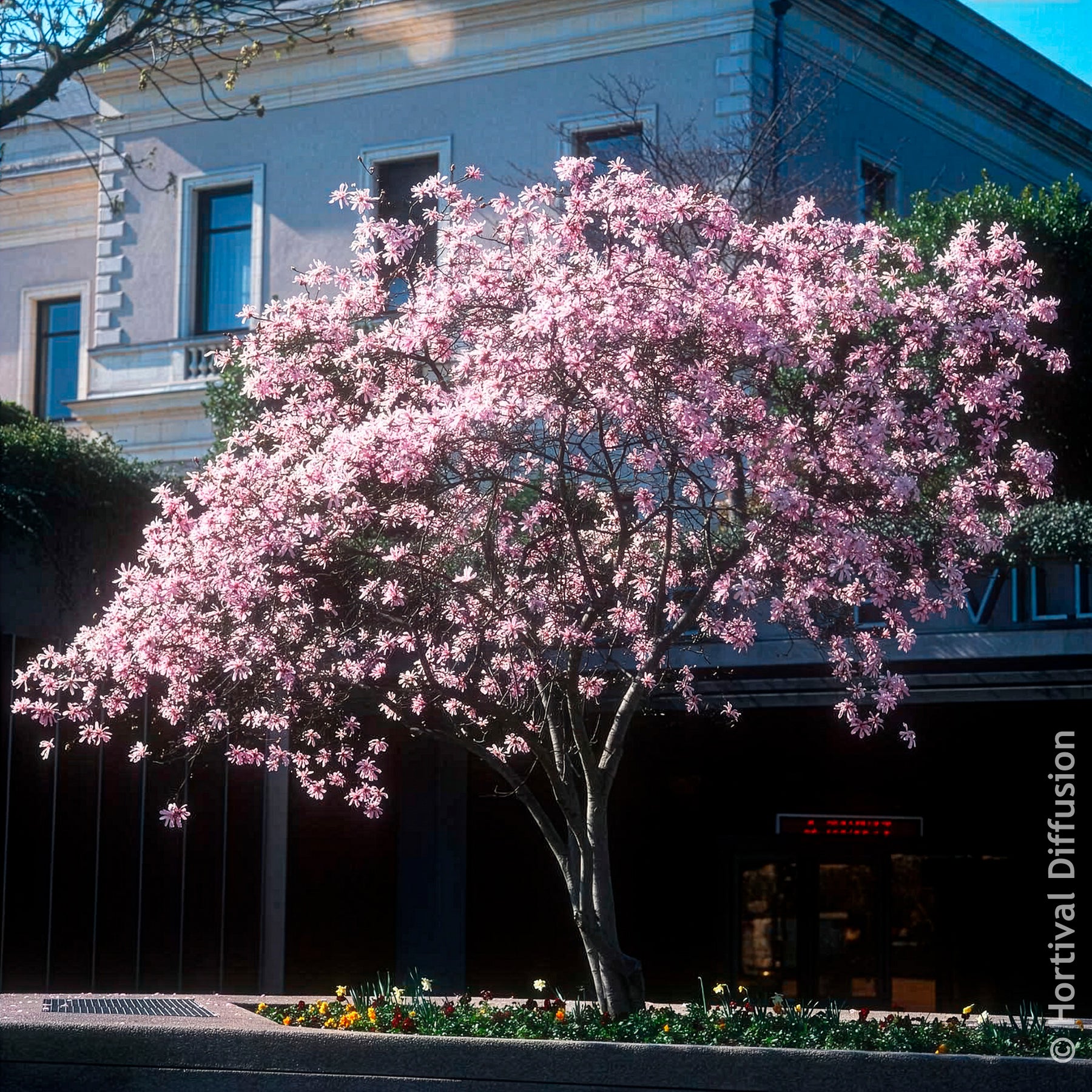 Verkauf Magnolien - Magnolia Leonard Messel