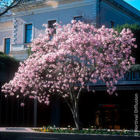 Verkauf Magnolien - Magnolia Leonard Messel